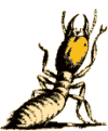 termites & termite control